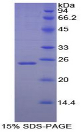 NOG / Noggin Protein - Recombinant Noggin By SDS-PAGE