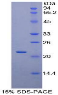 PTHLH / PTHRP Protein - Recombinant Parathyroid Hormone Related Protein By SDS-PAGE