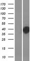 DOHH Protein - Western validation with an anti-DDK antibody * L: Control HEK293 lysate R: Over-expression lysate