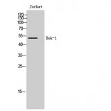 DOK1 Antibody - Western blot of Dok-1 antibody