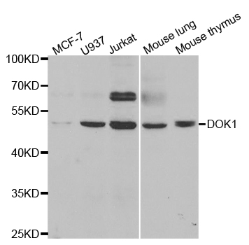 DOK1 Antibody - Western blot analysis of extracts of various cell lines.