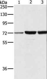 DOK1 Antibody - Western blot analysis of A375, 231 and HeLa cell, using DOK1 Polyclonal Antibody at dilution of 1:750.