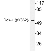 DOK1 Antibody - Western blot of p-Dok-1 (Y362) pAb in extracts from 293 cells.