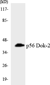 DOK2 Antibody - Western blot analysis of the lysates from HeLa cells using p56 Dok-2 antibody.