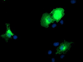 DOK2 Antibody - Anti-DOK2 mouse monoclonal antibody immunofluorescent staining of COS7 cells transiently transfected by pCMV6-ENTRY DOK2.