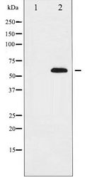 DOK2 Antibody - Western blot of p56 Dok-2 expression in K562 whole cell lysates,The lane on the left is treated with the antigen-specific peptide.