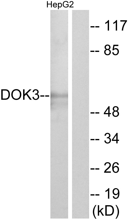 DOK3 Antibody - Western blot analysis of lysates from HepG2 cells, using DOK3 Antibody. The lane on the right is blocked with the synthesized peptide.