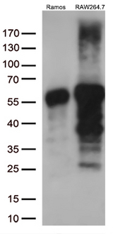 DOK3 Antibody - Western blot analysis of extracts. (35ug) from 2 different cell lines by using anti-DOK3 monoclonal antibody. (1:500)