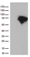 DOK3 Antibody - HEK293T cells were transfected with the pCMV6-ENTRY control. (Left lane) or pCMV6-ENTRY DOK3. (Right lane) cDNA for 48 hrs and lysed. Equivalent amounts of cell lysates. (5 ug per lane) were separated by SDS-PAGE and immunoblotted with anti-DOK3. (1:500)