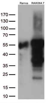 DOK3 Antibody - Western blot analysis of extracts. (35ug)from 2 different cell lines by using anti-DOK3 monoclonal antibody. (1:500)