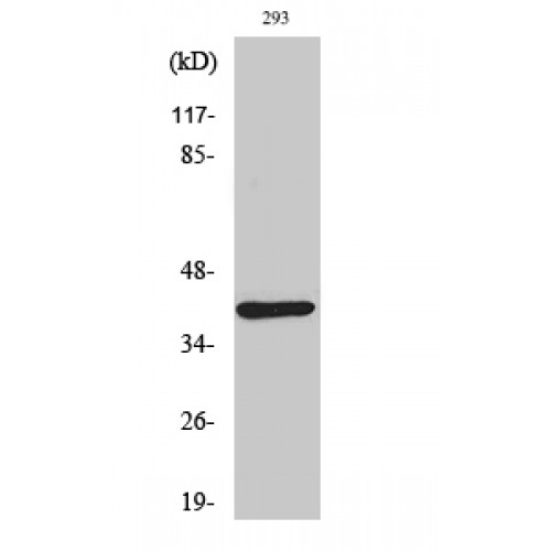 DOK4 Antibody - Western blot of Dok-4 antibody