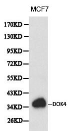 DOK4 Antibody - Western blot of DOK4 pAb in extracts from MCF7 cells.