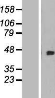 DOK4 Protein - Western validation with an anti-DDK antibody * L: Control HEK293 lysate R: Over-expression lysate