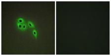 DOK6 Antibody - Peptide - + Immunofluorescence analysis of A549 cells, using DOK6 antibody.