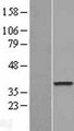 DOK6 Protein - Western validation with an anti-DDK antibody * L: Control HEK293 lysate R: Over-expression lysate