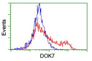 DOK7 Antibody - HEK293T cells transfected with either overexpress plasmid (Red) or empty vector control plasmid (Blue) were immunostained by anti-DOK7 antibody, and then analyzed by flow cytometry.