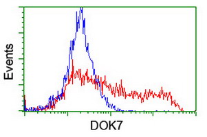 DOK7 Antibody - HEK293T cells transfected with either overexpress plasmid (Red) or empty vector control plasmid (Blue) were immunostained by anti-DOK7 antibody, and then analyzed by flow cytometry.