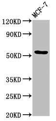 DOK7 Antibody - Positive Western Blot detected in MCF-7 whole cell lysate. All lanes: DOK7 antibody at 4.9 µg/ml Secondary Goat polyclonal to rabbit IgG at 1/50000 dilution. Predicted band size: 54, 38, 28, 64 KDa. Observed band size: 54 KDa