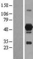 DOK7 Protein - Western validation with an anti-DDK antibody * L: Control HEK293 lysate R: Over-expression lysate
