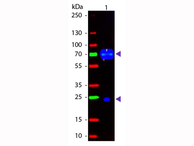 Chicken IgY Antibody - Western Blot of Fluorescein conjugated Donkey anti-Chicken IgG Pre-adsorbed secondary antibody. Lane 1: Chicken IgG. Lane 2: none. Load: 50 ng per lane. Primary antibody: none. Secondary antibody: Fluorescein donkey secondary antibody at 1:1,000 for 60 min at RT.