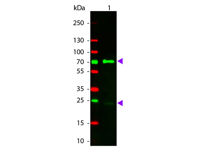 Chicken IgY Antibody - Western Blot of Donkey anti-Chicken IgG Rhodamine Conjugated Antibody. Lane 1: Chicken IgG. Lane 2: None. Load: 50 ng per lane. Primary antibody: None. Secondary antibody: Rhodamine donkey secondary antibody at 1:1000 for 60 min at RT. Block: MB-070 for 30 min at RT. Predicted/Observed size: 28 & 72 kDa, 28 & 72 kDa for Chicken IgG. Other band(s): None. This image was taken for the unconjugated form of this product. Other forms have not been tested.