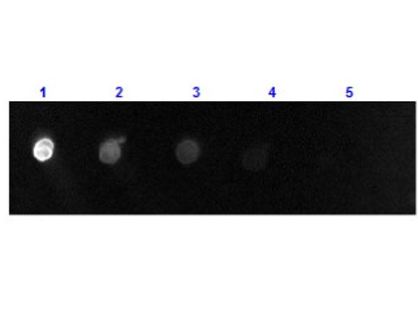 Goat IgG Antibody - Dot Blot results of Donkey F(ab')2 Anti-Goat IgG Antibody Fluorescein Conjugate. Dots are Goat IgG: (1) 100ng, (2) 33.3ng, (3) 11.1ng, (4) 3.70ng, (5) 1.23ng. Primary Antibody: none. Secondary Antibody: Donkey F(ab')2 Anti-Goat IgG Antibody FITC at 1ug/mL in