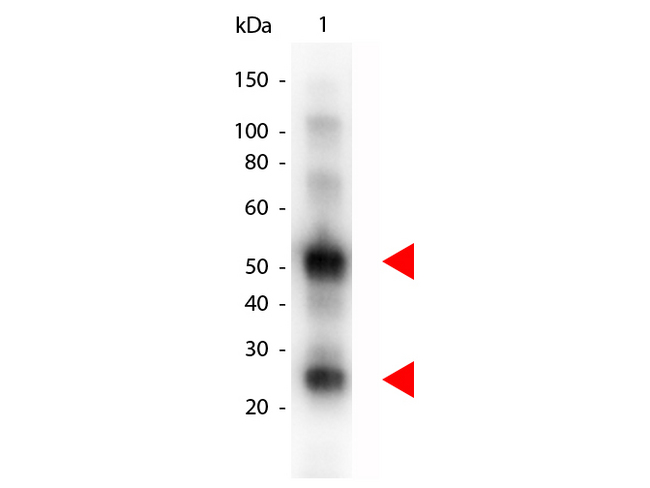 Goat IgG Antibody - Western blot of Donkey anti-Goat IgG antibody. Lane 1: Goat IgG. Lane 2: none. Load: 50 ng per lane. Primary antibody: Goat IgG antibody at 1:1000 for overnight at 4C. Secondary antibody: Peroxidase donkey secondary antibody at 1:40000 for 30 min at RT. Block: MB-070 for 30 min at RT. Predicted/Observed size: 28 and 55 kDa for Goat IgG. Other band(s): none.
