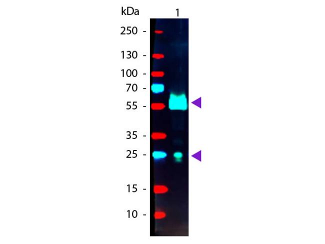 Goat IgG Antibody - Western blot of Phycoerythrin conjugated Donkey Anti-Goat IgG Secondary antibody. Lane 1: Goat IgG. Lane 2: None. Load: 50 ng per lane. Primary antibody: None. Secondary antibody: Phycoerythrin donkey secondary antibody at 1:1,000 for 60 min at RT. Predicted/Observed size: 25 & 55 kDa, 25 & 55 kDa for Goat IgG. Other band(s): None.