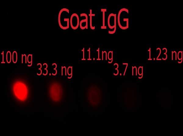 Goat IgG Antibody - Dot Blot of F(ab')2 Donkey anti-Goat IgG Phycoerythrin Conjugated Min X Ch, GP, Ham, Hs, Hu, Ms, Rb, & Rt serum proteins antibody. Antigen: Goat IgG. Load: 100 ng, 33.3 ng, 11.1 ng, 3.7 ng, or 1.23 ng as indicated. Primary antibody: N/A. Secondary antibody: F(ab')2 Donkey anti-Goat IgG Phycoerythrin Conjugated Min X Ch, GP, Ham, Hs, Hu, Ms, Rb, & Rt serum proteins antibody at 1:1,000 for 60 min at RT.