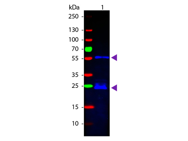 Guinea Pig IgG Antibody - Western Blot of Donkey anti-Guinea Pig IgG Fluorescein Conjugated Antibody. Lane 1: Guinea Pig IgG. Lane 2: None. Load: 50 ng. Primary antibody: None. Secondary antibody: Fluorescein donkey secondary antibody at 1:1000 for 60 min at RT. Block: MB-070 for 30 min at RT. Predicted/Observed size: 28 & 55 kDa, 28 & 55 kDa for Guinea Pig IgG. Other band(s): None. This image was taken for the unconjugated form of this product. Other forms have not been tested.