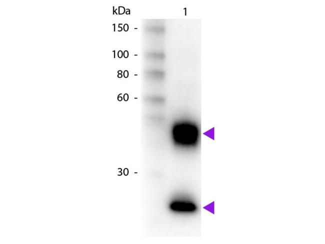 Mouse IgG Antibody - Western Blot of Biotin Donkey Anti-Mouse IgG Pre-Adsorbed secondary antibody. Lane 1: Mouse IgG. Lane 2: None. Load: 50 ng per lane. Primary antibody: None. Secondary antibody: Biotin donkey secondary antibody at 1:1,000 for 60 min at RT. Predicted/Observed size: 25 & 55 kDa, 25 & 55 kDa for Mouse IgG. Other band(s): None.