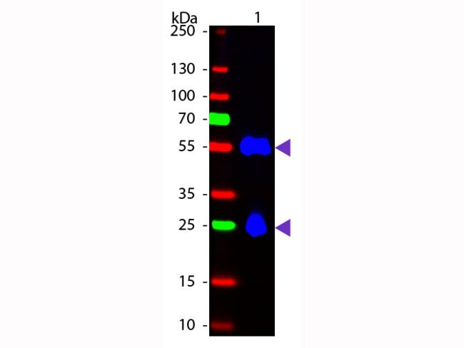 Mouse IgG Antibody - Western Blot of Fluorescein Donkey Anti-Mouse IgG secondary antibody. Lane 1: Mouse IgG. Lane 2: None. Load: 50 ng per lane. Primary antibody: None. Secondary antibody: Fluorescein donkey secondary antibody at 1:1,000 for 60 min at RT. Predicted/Observed size: 25 & 55 kDa, 25 & 55 kDa for Mouse IgG. Other band(s): None.