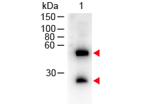 Mouse IgG Antibody - Mouse IgG (H&L) Antibody Peroxidase Conjugated - Western Blot. Western Blot of Donkey anti-Mouse IgG (H&L) Antibody Peroxidase Conjugated Lane 1: Mouse IgG Load: 50 ng per lane Secondary antibody: Mouse IgG (H&L) Antibody Peroxidase Conjugated at 1:1000 for 60 min at RT Block: MB-070 for 30 min at RT Predicted/Observed size: 55 and 28 kD, 55 and 28 kD for Mouse IgG. This image was taken for the unconjugated form of this product. Other forms have not been tested.
