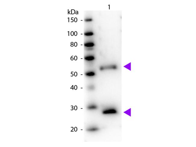 Mouse IgG Antibody - Western Blot of Peroxidase Donkey Anti-Mouse IgG Pre-Adsorbed secondary antibody. Lane 1: Mouse IgG. Lane 2: None. Load: 50 ng per lane. Primary antibody: None. Secondary antibody: Peroxidase donkey secondary antibody at 1:1,000 for 60 min at RT. Predicted/Observed size: 25 & 55 kDa, 25 & 55 kDa for Mouse IgG. Other band(s): None.