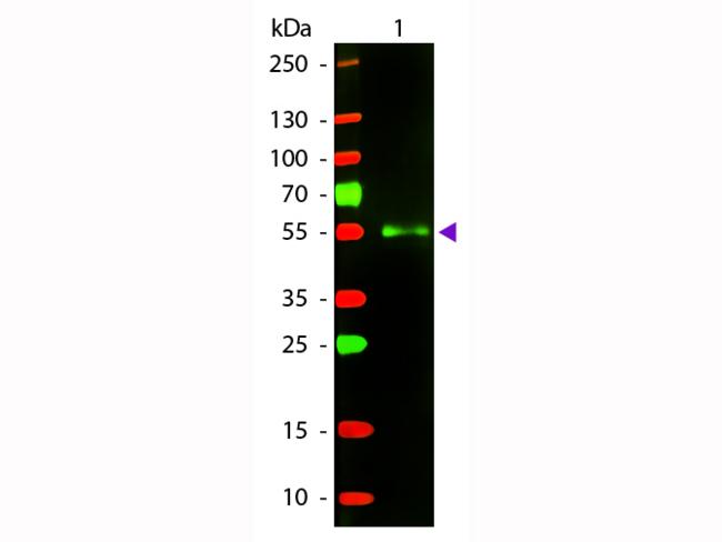 Mouse IgG Antibody - Western Blot of Texas Red™ Donkey Anti-Mouse IgG secondary antibody. Lane 1: Mouse IgG. Lane 2: None. Load: 50 ng per lane. Primary antibody: None. Secondary antibody: Texas Red™ donkey secondary antibody at 1:1,000 for 60 min at RT. Predicted/Observed size: 25 & 55 kDa, 25 & 55 kDa for Mouse IgG. Other band(s): None.
