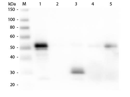 Rabbit IgG Fc Antibody - Western Blot of Unconjugated Anti-Rabbit IgG F(c) (DONKEY) Antibody  Lane M: 3 µl Molecular Ladder. Lane 1: Rabbit IgG whole molecule  Lane 2: Rabbit IgG F(ab) Fragment  Lane 3: Rabbit IgG F(c) Fragment  Lane 4: Rabbit IgM Whole Molecule  Lane 5: Normal Rabbit Serum  All samples were reduced. Load: 50 ng per lane.