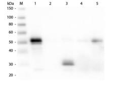 Rabbit IgG Fc Antibody - Western Blot of Anti-Rabbit IgG F(c) (DONKEY) Antibody  Lane M: 3 µl Molecular Ladder. Lane 1: Rabbit IgG whole molecule  Lane 2: Rabbit IgG F(ab) Fragment  Lane 3: Rabbit IgG F(c) Fragment  Lane 4: Rabbit IgM Whole Molecule  Lane 5: Normal Rabbit Serum  All samples were reduced. Load: 50 ng per lane.