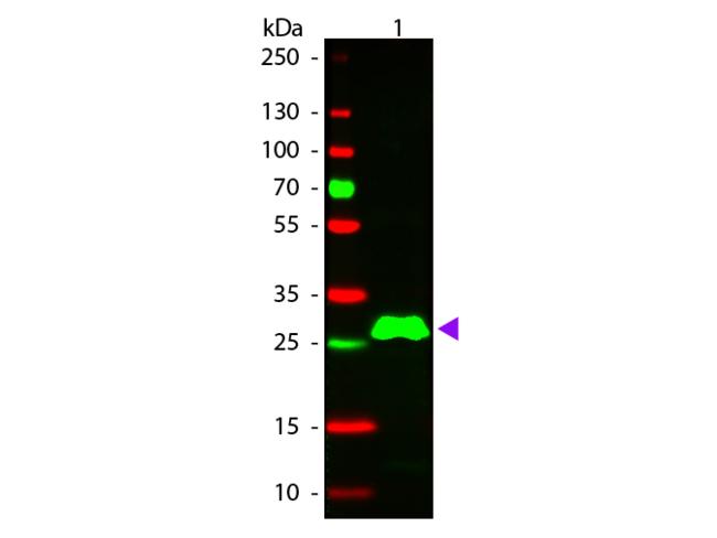 Rabbit IgG Fc Antibody - Western blot of Rhodamine conjugated Donkey Anti-Rabbit IgG F(c) secondary antibody. Lane 1: Rabbit IgG F(c). Lane 2: None. Load: 50 ng per lane. Primary antibody: None. Secondary antibody: Rhodamine donkey secondary antibody at 1:1,000 for 60 min at RT. Predicted/Observed size: 28 kDa, 28 kDa for Rabbit IgG F(c). Other band(s): None.