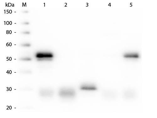 Rabbit IgG Antibody - Western Blot of Anti-Rabbit IgG (H&L) (DONKEY) Antibody Peroxidase Conjugated  Lane M: 3 µl Molecular Ladder. Lane 1: Rabbit IgG whole molecule  Lane 2: Rabbit IgG F(ab) Fragment  Lane 3: Rabbit IgG F(c) Fragment  Lane 4: Rabbit IgM Whole Molecule  Lane 5: Normal Rabbit Serum  All samples were reduced. Load: 50 ng per lane.