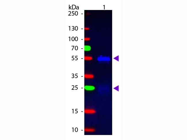 Rabbit IgG Antibody - Western blot of Fluorescein conjugated Donkey Anti-Rabbit IgG Pre-Adsorbed secondary antibody. Lane 1: Rabbit IgG. Lane 2: None. Load: 50 ng per lane. Primary antibody: None. Secondary antibody: Fluorescein donkey secondary antibody at 1:1,000 for 60 min at RT. Predicted/Observed size: 25 & 55 kDa, 25 & 55 kDa for Rabbit IgG. Other band(s): None.