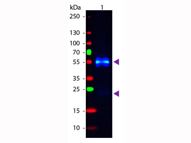 Rabbit IgG Antibody - Western Blot of Fluorescein conjugated Donkey anti-Rabbit IgG secondary antibody. Lane 1: Rabbit IgG. Lane 2: none. Load: 50 ng per lane. Primary antibody: none. Secondary antibody: Fluorescein donkey secondary antibody at 1:1,000 for 60 min at RT.
