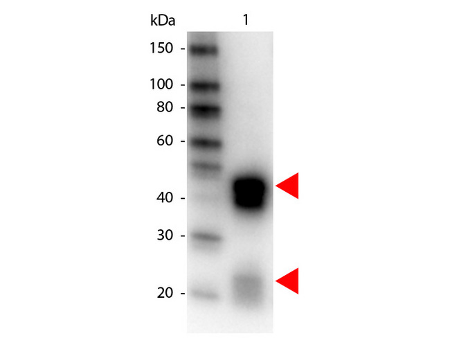 Rabbit IgG Antibody - Western Blot of Peroxidase conjugated Donkey anti-Rabbit IgG antibody. Lane 1: Rabbit IgG. Lane 2: none. Load: 50 ng per lane. Primary antibody: none. Secondary antibody: Peroxidase donkey secondary antibody at 1:1000 for 60 min at RT Block: MB-070 for 30 min at RT. Predicted/Observed size: 55 kDa, 28 kDa for Rabbit IgG. Other band(s): none. This image was taken for the unconjugated form of this product. Other forms have not been tested.