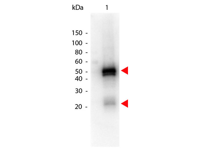 Rabbit IgG Antibody - Western Blot of Peroxidase conjugated Donkey anti-Rabbit IgG antibody. Lane 1: Rabbit IgG. Lane 2: none. Load: 50 ng per lane. Primary antibody: none. Secondary antibody: Peroxidase donkey secondary antibody at 1:1000 for 60 min at RT Block: MB-070 for 30 min RT. Predicted/Observed size: 55 kDa, 28 kDa for Rabbit IgG. Other band(s): none. This image was taken for the unconjugated form of this product. Other forms have not been tested.