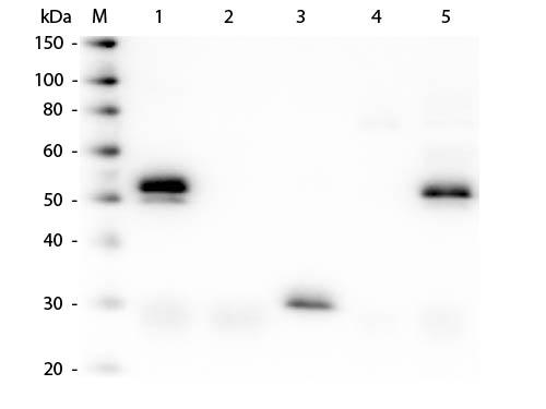 Rabbit IgG Antibody - Western Blot of Anti-Rabbit IgG (H&L) (DONKEY) Antibody (Min X Bv Ch Gt GP Ham Hs Hu Ms Rt & Sh Serum Proteins)  Lane M: 3 µl Molecular Ladder. Lane 1: Rabbit IgG whole molecule  Lane 2: Rabbit IgG F(ab) Fragment  Lane 3: Rabbit IgG F(c) Fragment  Lane 4: Rabbit IgM Whole Molecule  Lane 5: Normal Rabbit Serum  All samples were reduced. Load: 50 ng of IgG, F(ab), F(c) and Serum, 25 ng of IgM.