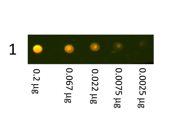 Rabbit IgG Antibody - Dot Blot showing the detection of Rabbit IgG. A three-fold serial dilution of Rabbit IgG starting at 200ng was spotted onto 0.45 um nitrocellulose. After blocking in 5% Blotto (p/n B501-0500) 1 Hour at 20C, Anti-Rabbit IgG (H&L) (DONKEY) Antibody Texas Red Conjugated (p/n Anti-RABBIT IgG (H&L) (DONKEY) Antibody Texas Red™ Conjugated) secondary antibody was used at 1:1000 in Blocking Buffer for Fluorescent Western Blotting (p/n MB-070) and imaged using the Bio-Rad VersaDoc 4000 MP. This image was taken for the unconjugated form of this product. Other forms have not been tested.