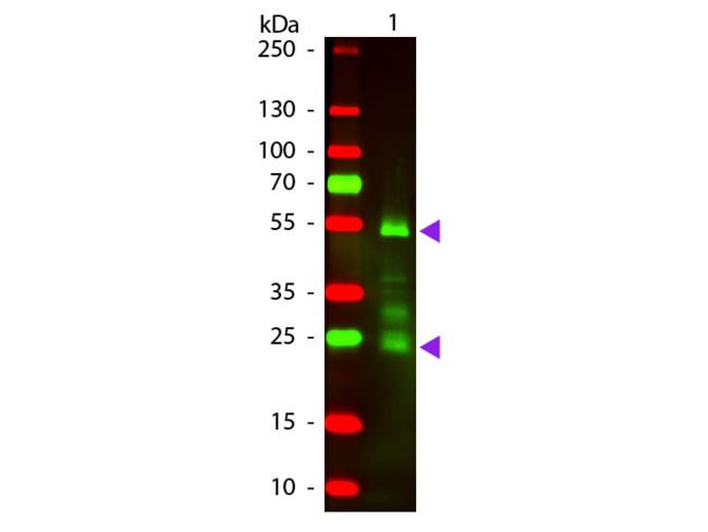Rat IgG Antibody - Western Blot of Texas Red™ conjugated Donkey F(ab’)2 Anti-Rat IgG Pre-Adsorbed secondary antibody. Lane 1: Rat IgG. Lane 2: None. Load: 50 ng per lane. Primary antibody: None. Secondary antibody: Texas Red™ donkey secondary antibody at 1:1,000 for 60 min at RT. Predicted/Observed size: 25 & 55 kDa, 25 & 55 kDa for Rat IgG. Other band(s): Rat IgG splice varients and isoforms.