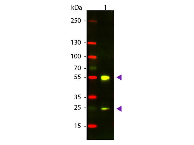 Sheep IgG Antibody - Western Blot of Donkey anti-Sheep IgG Texas Red Conjugated Antibody. Lane 1: Sheep IgG. Lane 2: None. Load: 50 ng per lane. Primary antibody: None. Secondary antibody: Texas Red donkey secondary antibody at 1:1000 for 60 min at RT. Block: MB-070 for 30 min at RT. Predicted/Observed size: 28 & 55 kDa, 28 & 55 kDa for Sheep IgG. Other band(s): None. This image was taken for the unconjugated form of this product. Other forms have not been tested.