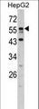 DONSON / B17 Antibody - Western blot of DONSON antibody in HepG2 cell line lysates (35 ug/lane). DONSON (arrow) was detected using the purified antibody.