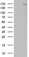 DOT1L / DOT1 Antibody - HEK293T cells were transfected with the pCMV6-ENTRY control (Left lane) or pCMV6-ENTRY DOT1L (Right lane) cDNA for 48 hrs and lysed. Equivalent amounts of cell lysates (5 ug per lane) were separated by SDS-PAGE and immunoblotted with anti-DOT1L.