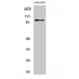 DP97 / DDX54 Antibody - Western blot of DDX54 antibody